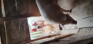 Vand pentru sacrificat - imagine 3