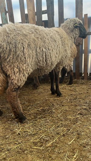 Vând oi cu miei  - imagine 3