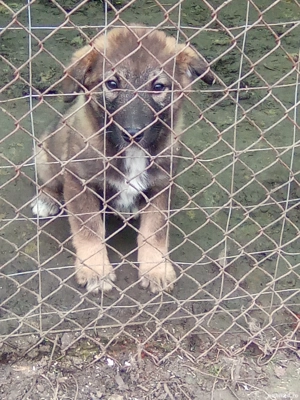 vând ciobănesc românesc Prahova