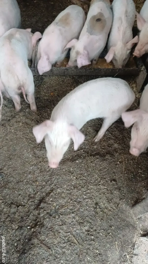 vand purcei  - imagine 3