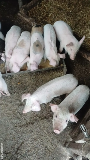 vand purcei  - imagine 2