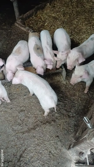 vand purcei  - imagine 4