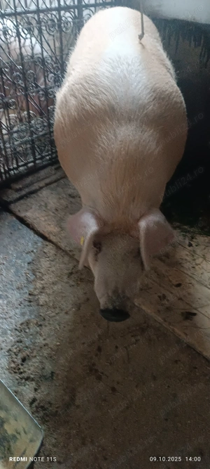 Porci duroc greutate 250-300kg - imagine 2