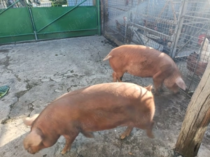 Vand 2purcei -în com Tomsani Ph-aprox 80 kg buc - imagine 2