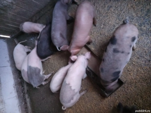 vand purcei - imagine 3