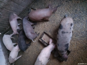 vand purcei - imagine 5