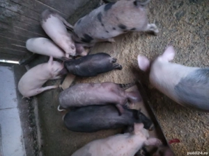 vand purcei - imagine 2