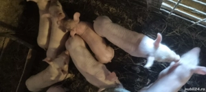 Scroafă de vânzare Landrace - imagine 2