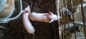 Scroafă de vânzare Landrace - imagine 3