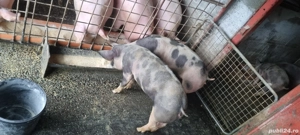 Purcei de vânzare  - imagine 2