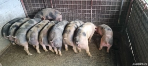 Purcei de vânzare  - imagine 3