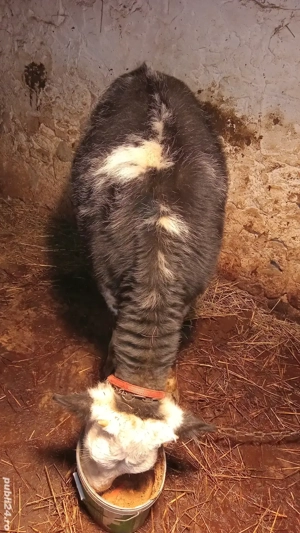 schimb junicuță  albastru Belgian 