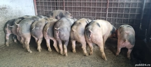 Purcei de vânzare  - imagine 4