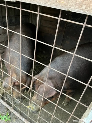 Porc duroc de vanzare - imagine 3
