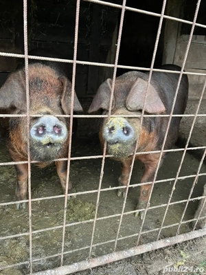 Porc duroc de vanzare - imagine 4