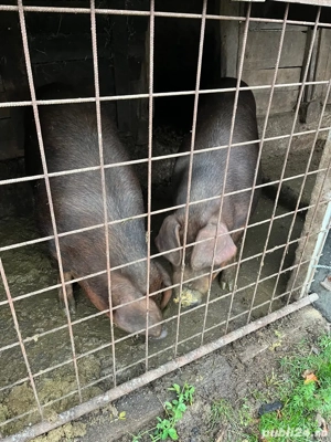 Porc duroc de vanzare - imagine 2