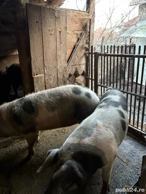 porci de craciun  - imagine 4