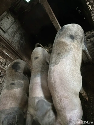 porci de craciun  - imagine 2