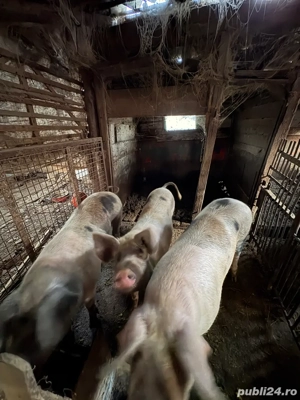 porci de craciun  - imagine 3