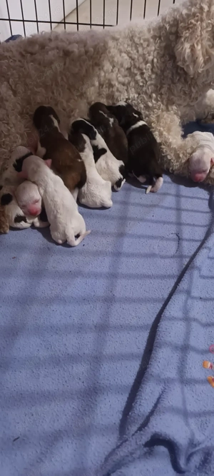 vand pui lagotto romagnolo - imagine 2