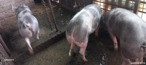 porci pietran de vânzare  - imagine 2