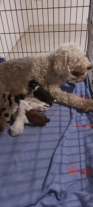 vand pui lagotto romagnolo - imagine 4