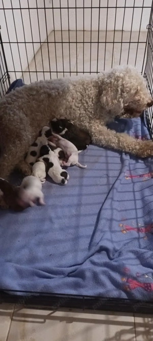 vand pui lagotto romagnolo - imagine 3