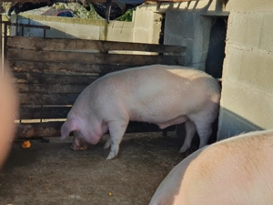 De vânzare  - imagine 4