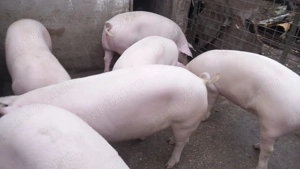 Porci de vânzare pentru Crăciun   crescuți natural, disponibili la rezervare!