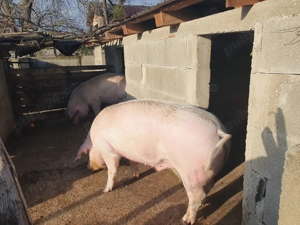 De vânzare  - imagine 5