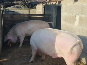 De vânzare  - imagine 3