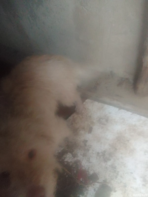 vand un caine de trufe  - imagine 2