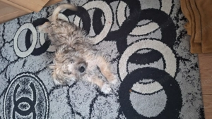 Mix de Bichon și Terrier - imagine 2