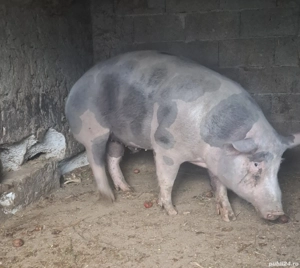 Disponibili 2 porci 