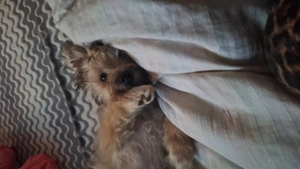 Mix de Bichon și Terrier - imagine 3