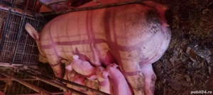 Scroafă de vânzare Landrace