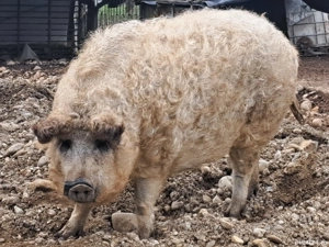 porc mangalita 130 kg - imagine 2