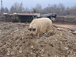 porc mangalita 130 kg - imagine 3