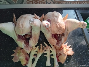 Găini cocoși carcasă  - imagine 4