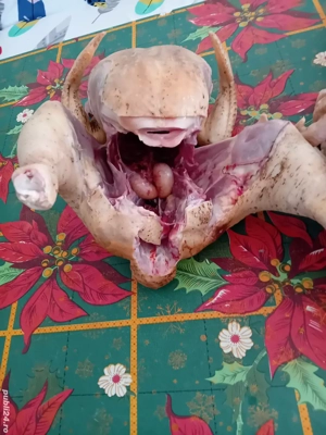 Găini cocoși carcasă  - imagine 3