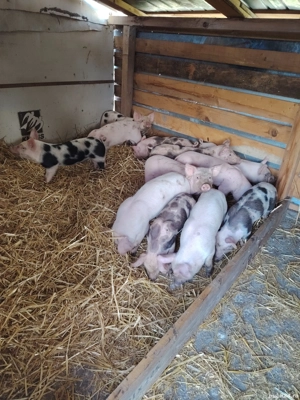 Purcei 7 săptămâni 