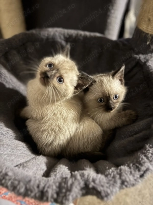 Fetița și Băiețel British Shorthair  - imagine 2