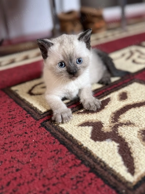 Fetița și Băiețel British Shorthair 