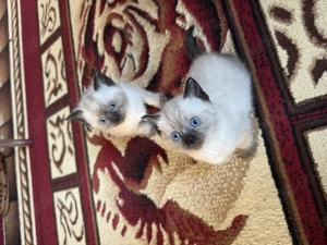 Fetița și Băiețel British Shorthair  - imagine 5