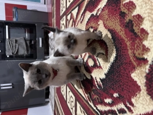 Fetița și Băiețel British Shorthair  - imagine 4