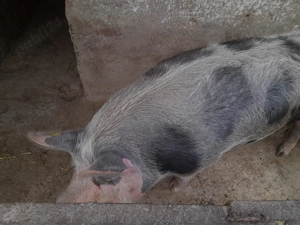 Purcea pentru sacrificare (200+ kg)