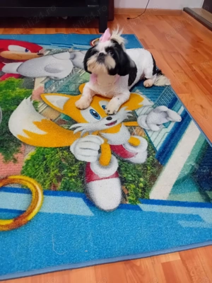 Shitzu își caută căsuță!