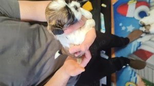 Shitzu își caută căsuță! - imagine 2