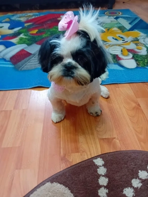 Shitzu își caută căsuță! - imagine 3