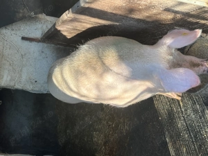 Porci de vânzare 250-260 kg Călărași 